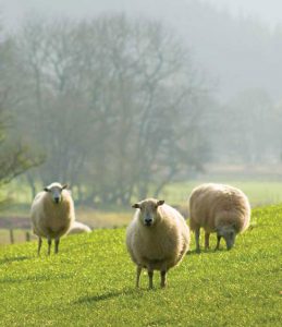 Shearing Sheep Made Easy Image